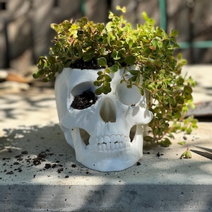 May include: A white skull-shaped planter filled with soil and green leafy plants. The planter sits on a concrete surface, with a wooden fence in the background. The skull has detailed facial features.