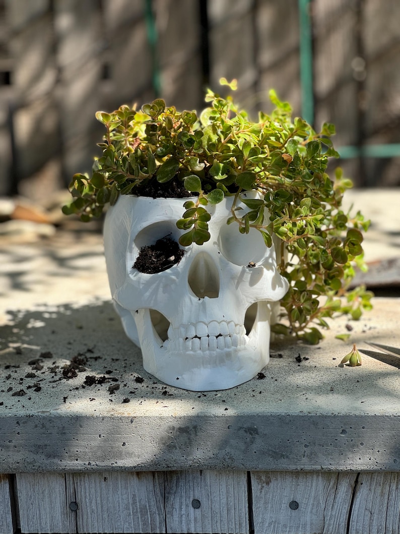 May include: A white skull-shaped planter filled with soil and green leafy plants. The planter sits on a concrete surface, with a wooden fence in the background. The skull has detailed facial features.