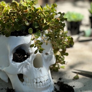 May include: A white skull-shaped planter filled with soil and green leafy plants. The planter has detailed facial features, including eye sockets, a nose cavity, and teeth. The plants spill over the top of the skull, creating a unique decorative piece.