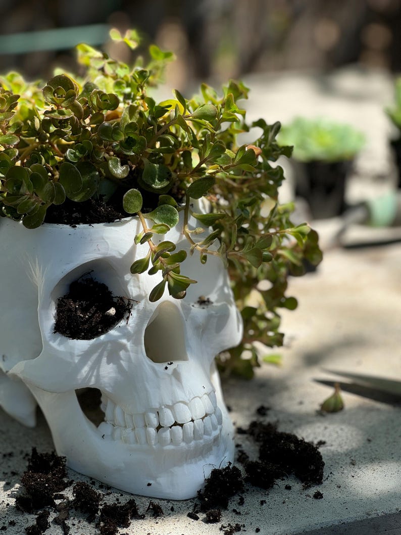 May include: A white skull-shaped planter filled with soil and green leafy plants. The planter has detailed facial features, including eye sockets, a nose cavity, and teeth. The plants spill over the top of the skull, creating a unique decorative piece.