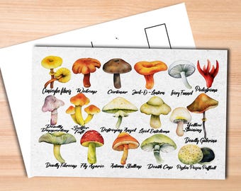 Poisonous Mushrooms Postcard - Thick Cardstock - Gift for loved ones