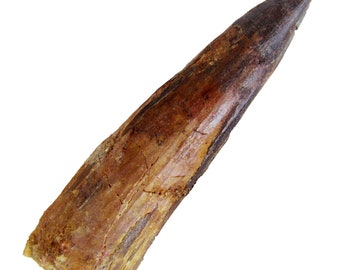 Real Spinosaurus Dinosaur Tooth Fossil Spinosaur