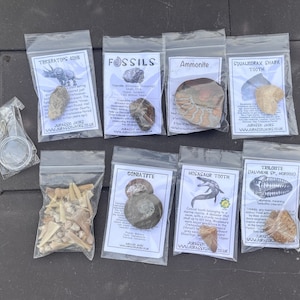 Fossil Collection with Mosasaur Tooth, dinosaur bone, dinosaur poo, dinosaur eggshell Real Prehistoric Fossils