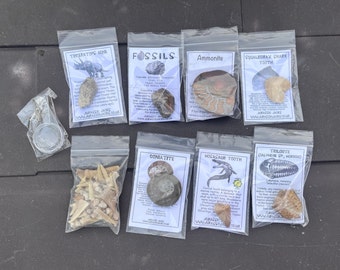 Fossil Collection with Mosasaur Tooth, dinosaur bone, dinosaur poo, dinosaur eggshell Real Prehistoric Fossils