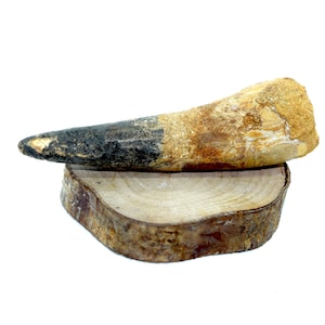 Large Real Spinosaurus Dinosaur Tooth Fossil - 6cm