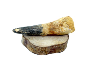 Large Real Spinosaurus Dinosaur Tooth Fossil - 6cm