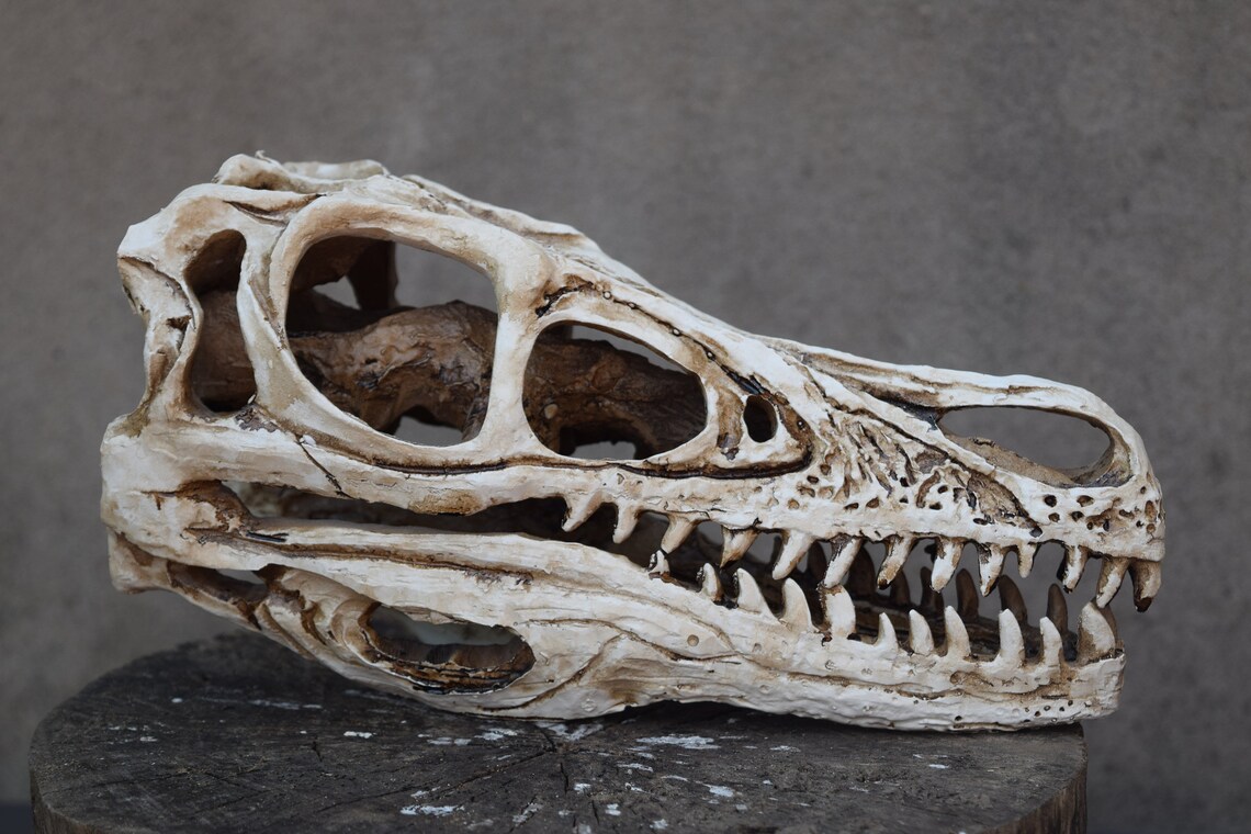 real velociraptor skull for sale