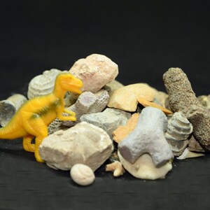 May include: A yellow plastic dinosaur toy standing on a pile of various grey, brown, and white rocks and fossils.