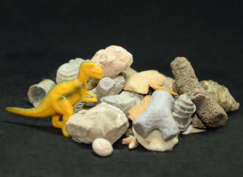 May include: A yellow plastic dinosaur toy standing on a pile of various grey, brown, and white rocks and fossils.