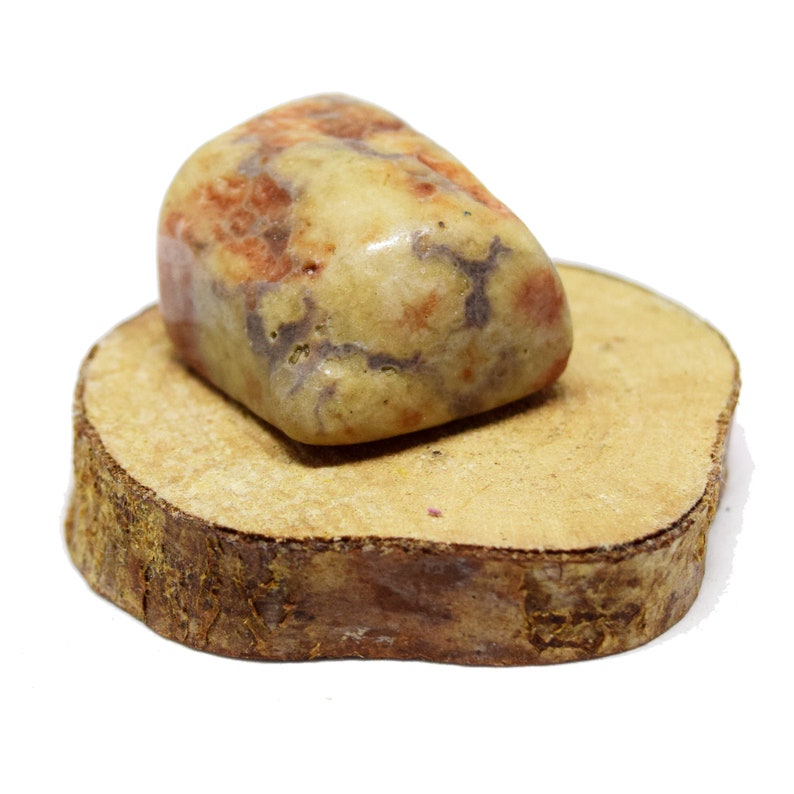dinosaur fossilised poo