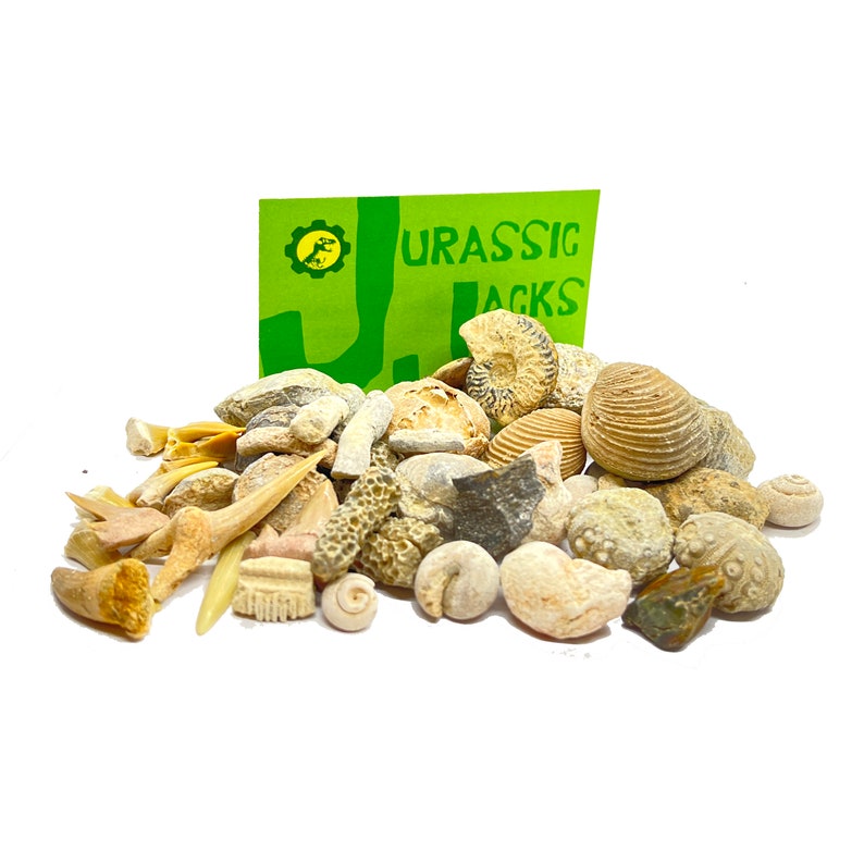 May include: A collection of fossilized seashells and other marine life, including a large ammonite, a variety of clams, and a piece of coral. The fossils are arranged on a white background with a green card that reads "Jurassic Jacks" in the background.