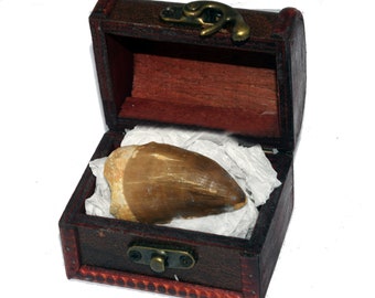 Large Real Mosasaur Tooth Prehistoric Sea Beast Fossil 40mm - 50mm (1.77" inches)