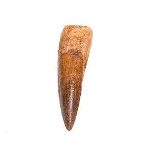 Real Dinosaur Spinosaurus Tooth