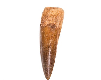 Real Dinosaur Spinosaurus Tooth