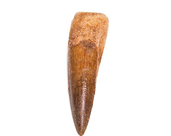 Real Dinosaur Spinosaurus Tooth