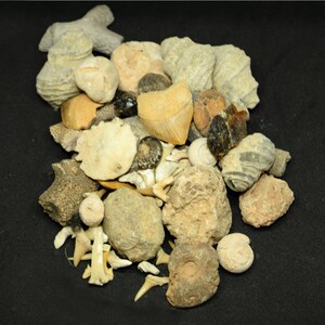 prehistoric fossil mix, dinosaur bone, amber, ammonites, fossil shark teeth,  for homeschoolers, teachers and dinosaur fans.