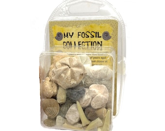 Jurassic Jacks Big Fossil Box includes Triceratops Dinosaur Bone