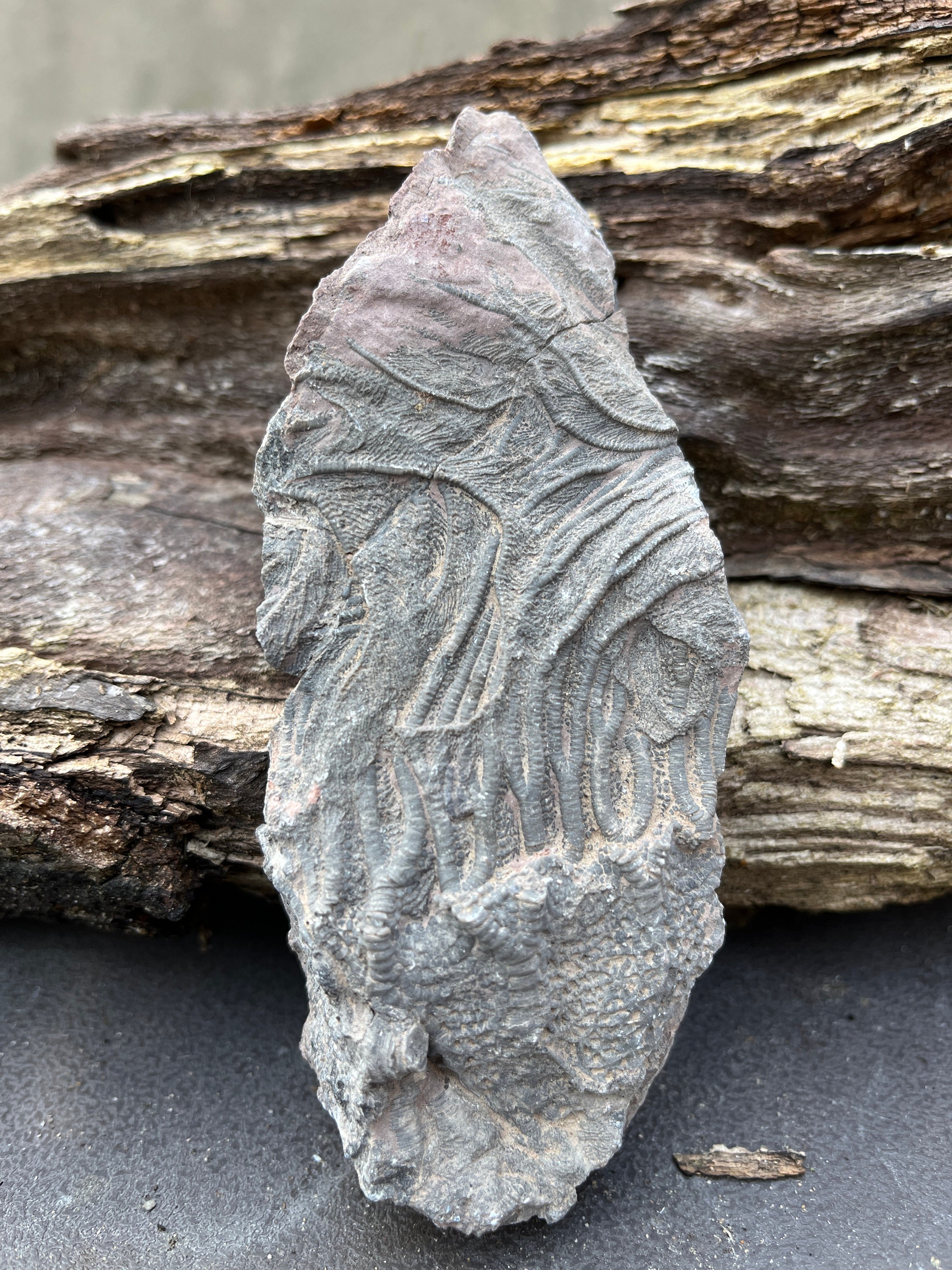 Fossil Crinoid Flower Scyphocrinites elegans