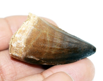 Large Real Mosasaur Tooth Prehistoric Sea Beast Fossil 45mm | Etsy