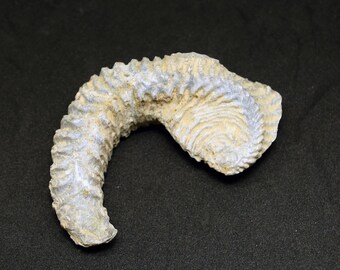 Rare Rastellum &#39;Alien&#39; Bivalve Ancient Oyster Lower Cretaceous Period