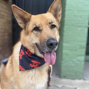K&ouml;nnte beinhalten: Ein hellbrauner Deutscher Sch&auml;ferhund mit einem schwarzen Bandana mit rotem Blutfleckendruck. Der Hund sitzt auf einem B&uuml;rgersteig mit herausgestreckter Zunge.