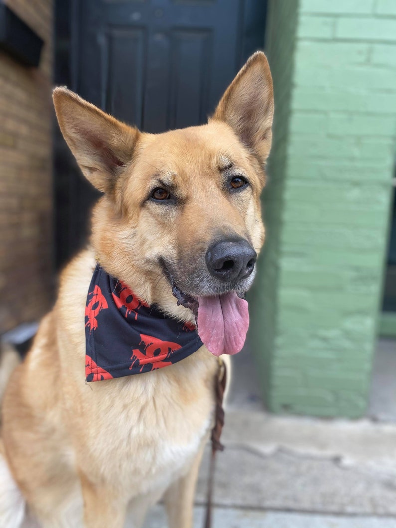 K&ouml;nnte beinhalten: Ein hellbrauner Deutscher Sch&auml;ferhund mit einem schwarzen Bandana mit rotem Blutfleckendruck. Der Hund sitzt auf einem B&uuml;rgersteig mit herausgestreckter Zunge.