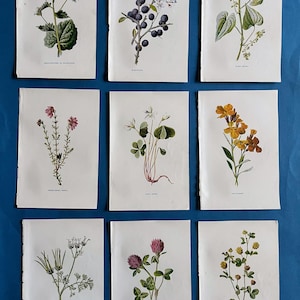 Collection of Antique Wildflower Prints, Flowers, Floral, British, Art Print, Home, Decor, Set, Nature, Botanical, Garden, Botany, Flora