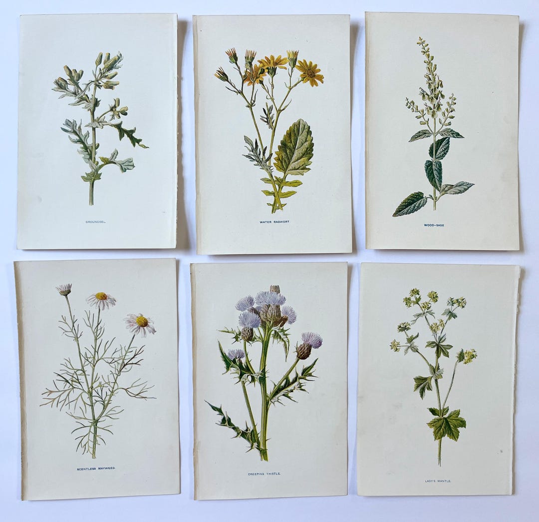 Antique Wildflower Prints Set: Vintage Botanical Art Decor - Etsy