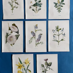 Collection of Antique Wildflower Prints, Flowers, Floral, British, Art Print, Home, Decor, Set, Nature, Botanical, Garden, Botany, Flora