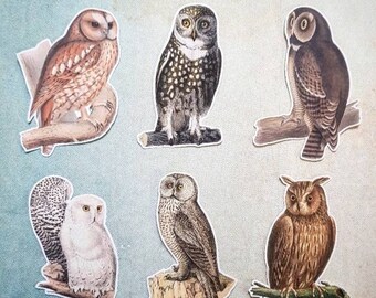 SET A - 6 x Owl stickers.  Vintage style. Snail mail  scrapbook planner journal decorations. Ephemera.