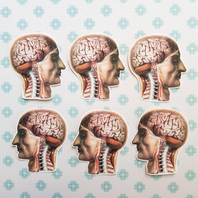 6 X Human Brain and Neck Stickers. Anatomy. Vintage Style. Snail Mail ...