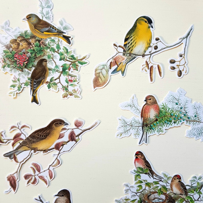 12 x Birds on Branches stickers. Retro. Vintage. Snail mail collage scrapbook planner junk journal decorations. Ephemera. image 2