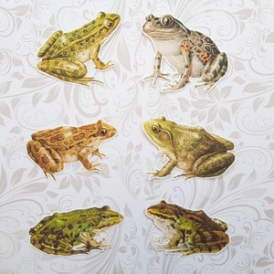 6 adesivi Rane. Adesivi carini. Bosco. Decorazioni per diario, planner e scrapbooking via posta ordinaria. Effimere.