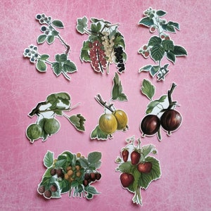 8 adesivi di bacche. Decorazioni per diario, planner e scrapbooking tramite posta ordinaria. Ephemera.