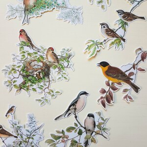 12 x Birds on Branches stickers. Retro. Vintage. Snail mail collage scrapbook planner junk journal decorations. Ephemera. image 4