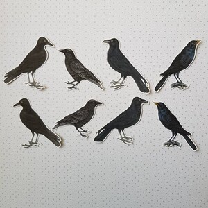 8 adesivi Corvo e corvo. Stile vintage. Decorazioni per diario di pianificatore di album di posta lumaca. Effimera.