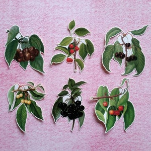 6 adesivi ciliegie. Decorazioni per diario, planner e scrapbooking tramite posta ordinaria. Ephemera.
