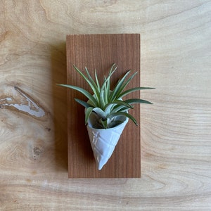Reclaimed Wood & Ceramic Air Plant Holder, Modern Planter, Wall Decor, Rustic Modern Art, Nature Inspired, Fine Art Ceramics, Reclaimed Art