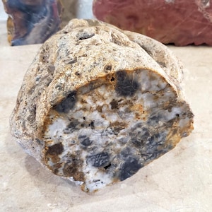 7,16 kg dinosauriekoprolit Arizona | Dinosauriefossil mineralprov