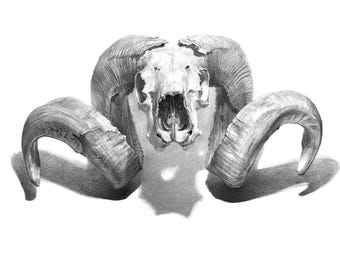 PAM SKULL - original graphite drawing by Toni Kondev