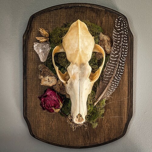 One of a Kind Real Coyote Skull Plaque - Oddities - Home Decor - Wall Decor - Bones - Taxidermy - Wall Art