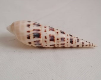 Natural Spiral shell Craft seashells 12cm
