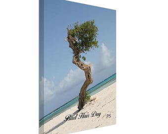 Bad Hair Day - Aruba Divi Divi Tree Canvas
