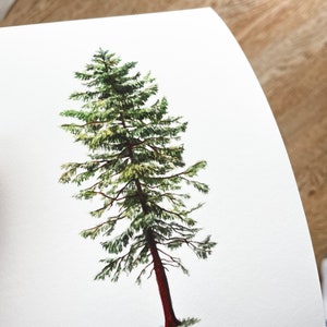 5x7 Sitka Spruce Pacific Northwest Evergreen Tree Species Botanical Fine Art Print image 2