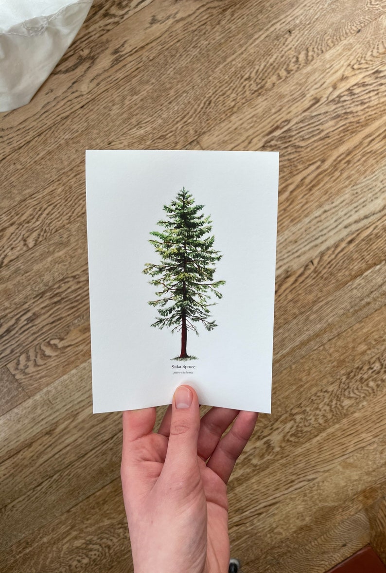 5x7 Sitka Spruce Pacific Northwest Evergreen Tree Species Botanical Fine Art Print image 1