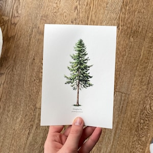 5”x7” Douglas Fir Pacific Northwest Evergreen Tree Species Botanical Fine Art Print