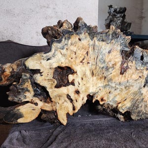May include: A large, irregular slab of raw wood burl featuring a complex, swirling grain pattern in shades of cream, tan, and deep charcoal black. The surface displays natural knots, voids, and textured edges with a high-contrast, organic appearance.