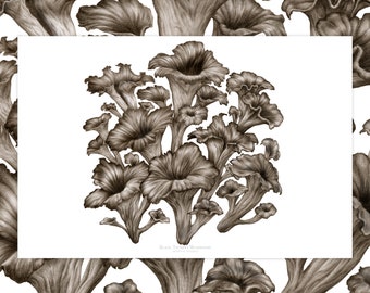 Black Trumpet (Chanterelles) Mushrooms - Fine Art Print
