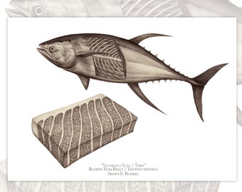 Blue Fin Tuna Art Print