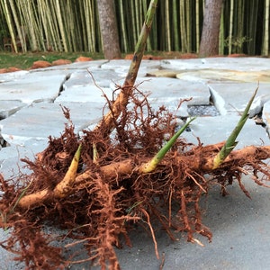 Moso ‘The Giant’ bamboo root system/rhizome. Get your natural privacy screen fast
